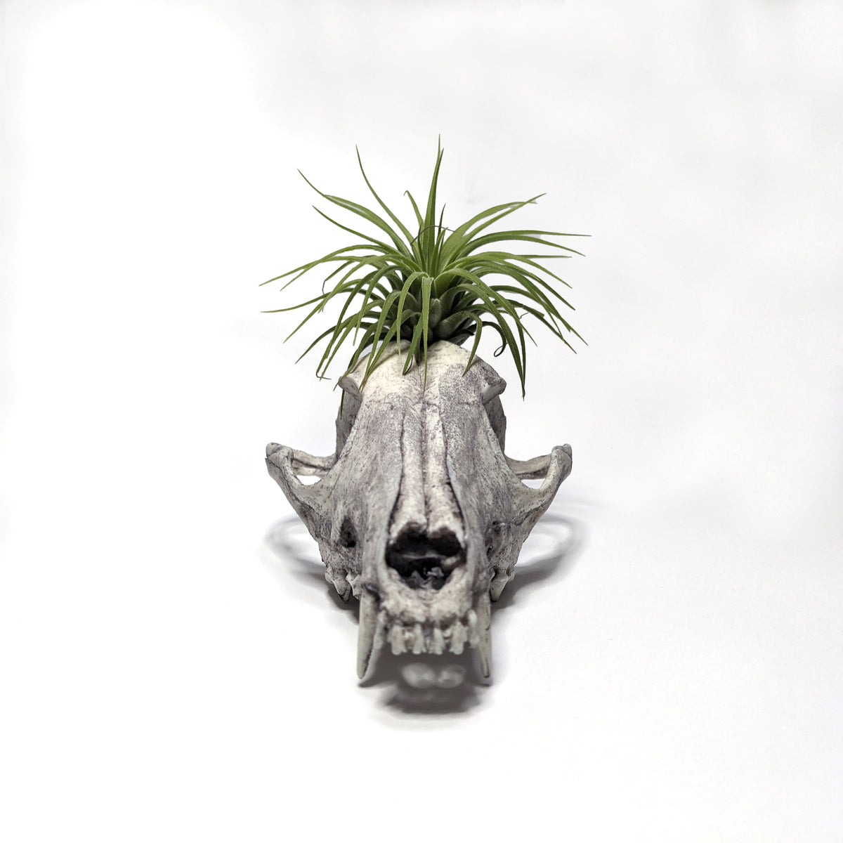 skull air plant holder Air Plant Skull Planter