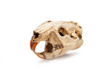 Resin Beaver Skull Replica