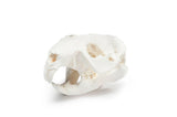 Resin Beaver Skull Replica