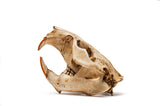 Resin Beaver Skull Replica