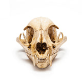Resin Bobcat Skull Replica