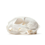 Resin Bobcat Skull Replica