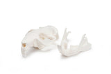 Resin Beaver Skull Replica