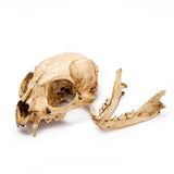 Resin Bobcat Skull Replica