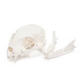 Resin Bobcat Skull Replica