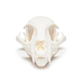 Resin Bobcat Skull Replica