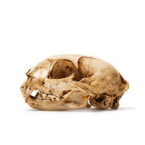 Resin Bobcat Skull Replica
