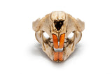 Resin Beaver Skull Replica