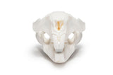 Resin Beaver Skull Replica