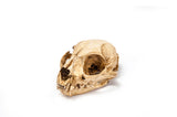 Resin Bobcat Skull Replica