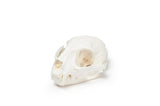 Resin Bobcat Skull Replica