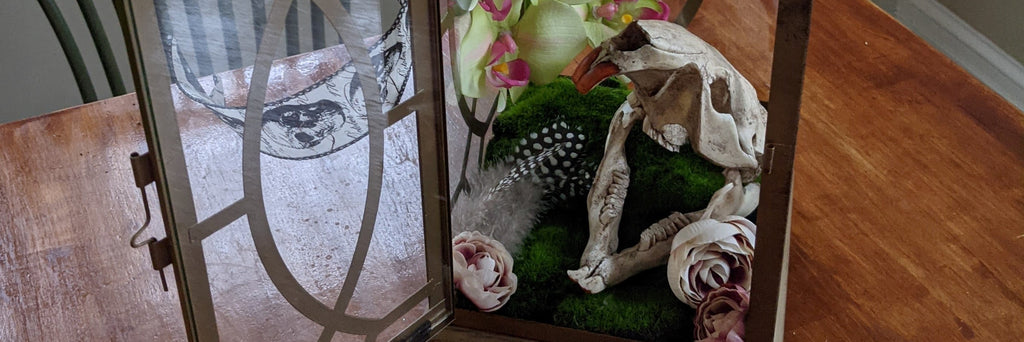 How To Make a Decorative Terrarium with a Resin Animal Skull
