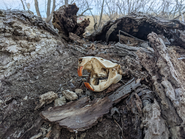 Replica beaver skull sitting in a decaying log.