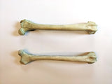 Fox Femur Replica