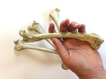 Fox Femur Replica