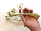 Fox Femur Replica