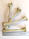 Fox Femur Replica