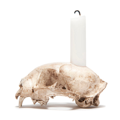 Replica Bobcat Skull Candle Holder