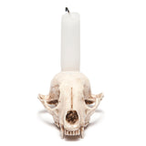 Replica Raccoon Skull Candle Holder