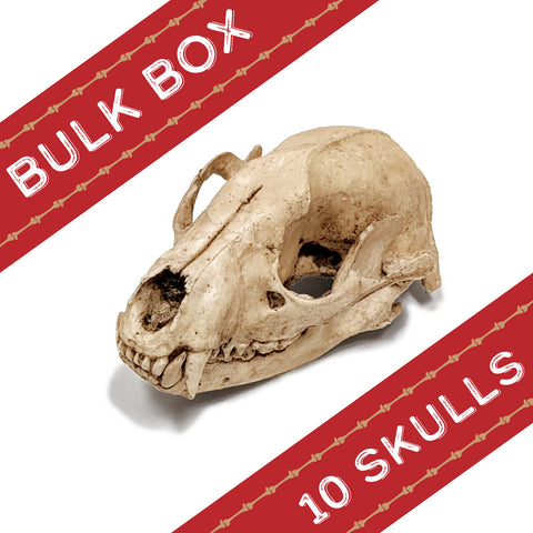 Raccoon Replica Skulls Bulk Box of 10