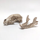Resin Raccoon Skull Replica