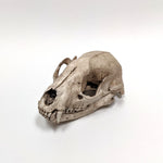 Resin Raccoon Skull Replica