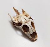 Resin Turtle Skull Replica