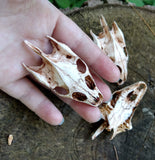 Resin Turtle Skull Replica