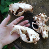 Resin Beaver Skull Replica