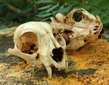 Resin Bobcat Skull Replica