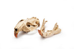 Resin Beaver Skull Replica