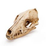 Resin Fox Skull Replica