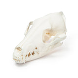 Resin Fox Skull Replica