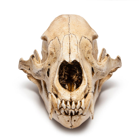 Resin Black Bear Skull Replica