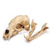 Resin Black Bear Skull Replica