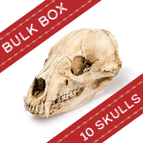 Black Bear Replica Skulls Bulk Box of 10