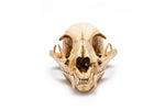 Bobcat Replica Skulls Bulk Box of 10