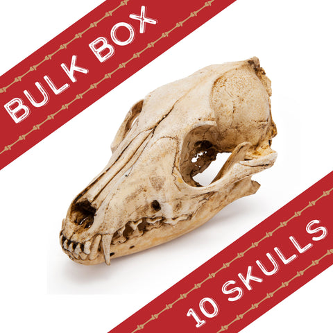 Fox Replica Skulls Bulk Box of 10