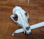 Replica Fox Skull Candle Holder