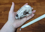 Replica Raccoon Skull Candle Holder
